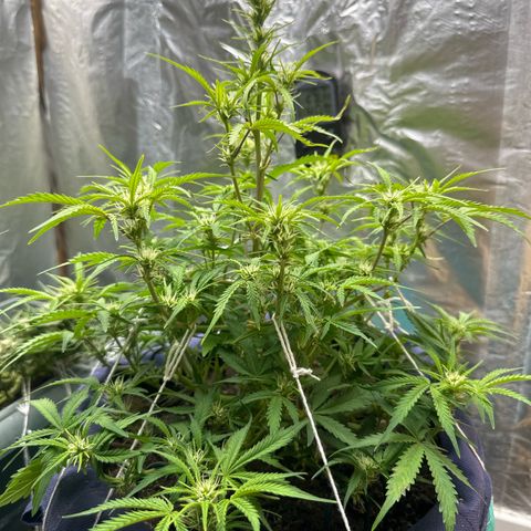 Gorilla Cookies Auto growlog timeline photo