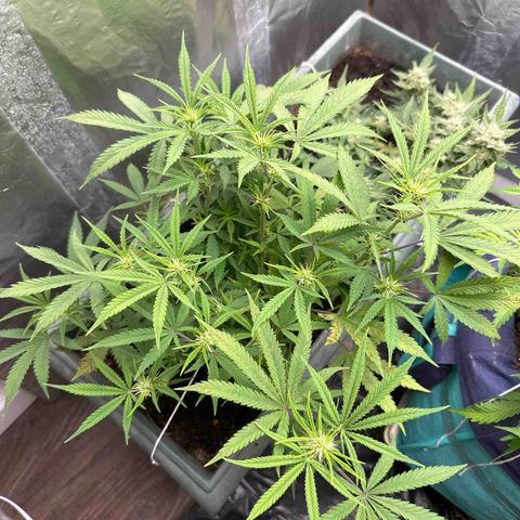 Strawberry Banana Auto growlog timeline photo
