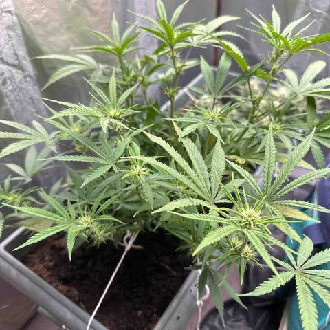 Strawberry Banana Auto growlog timeline photo