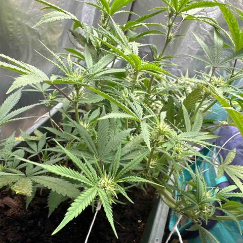 Strawberry Banana Auto growlog timeline photo