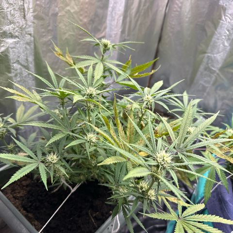 Strawberry Banana Auto growlog timeline photo