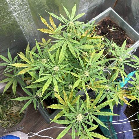 Strawberry Banana Auto growlog timeline photo