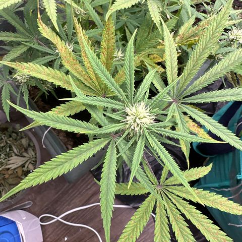 Strawberry Banana Auto growlog timeline photo