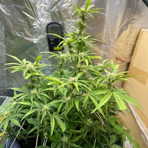 Gorilla Cookies Auto growlog timeline photo