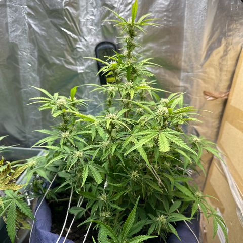 Gorilla Cookies Auto growlog timeline photo