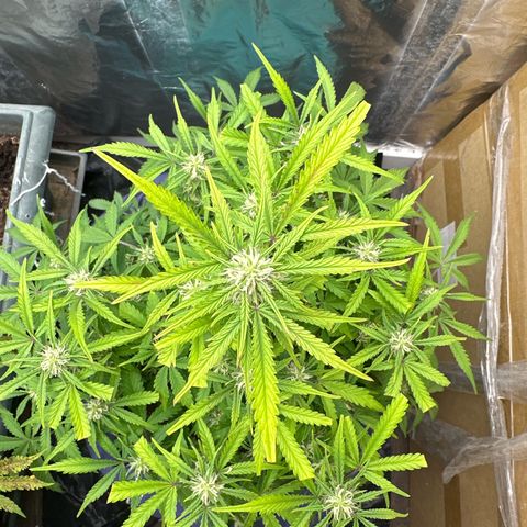 Gorilla Cookies Auto growlog timeline photo