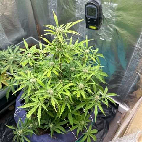 Gorilla Cookies Auto growlog timeline photo