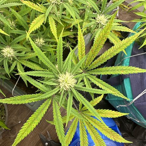 Strawberry Banana Auto growlog timeline photo