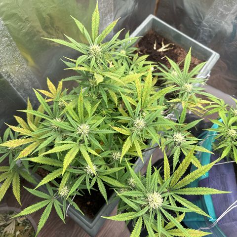 Strawberry Banana Auto growlog timeline photo