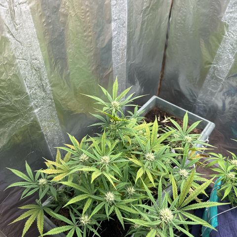 Strawberry Banana Auto growlog timeline photo