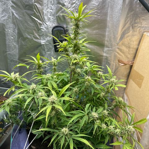 Gorilla Cookies Auto growlog timeline photo