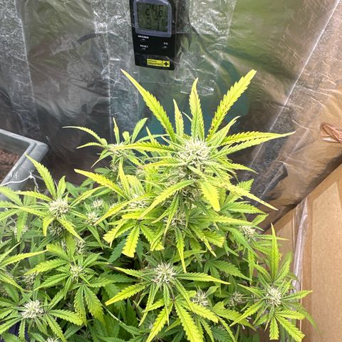 Gorilla Cookies Auto growlog timeline photo