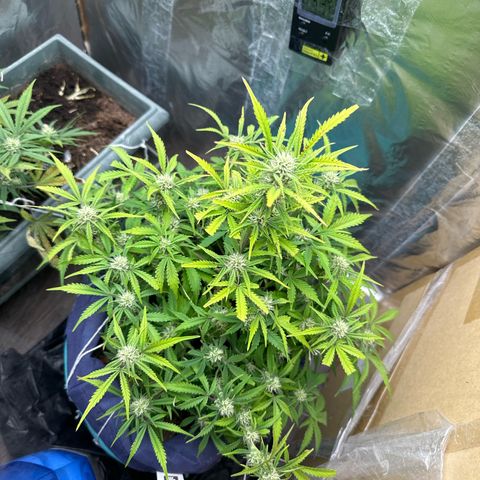 Gorilla Cookies Auto growlog timeline photo