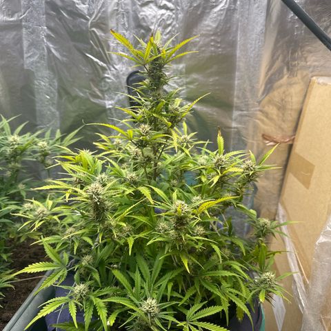 Gorilla Cookies Auto growlog timeline photo