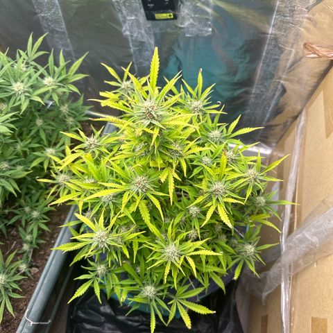 Gorilla Cookies Auto growlog timeline photo