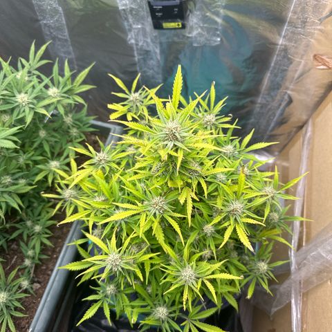 Gorilla Cookies Auto growlog timeline photo