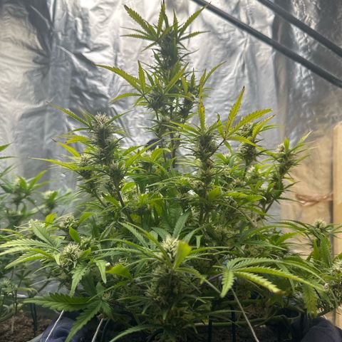 Gorilla Cookies Auto growlog timeline photo