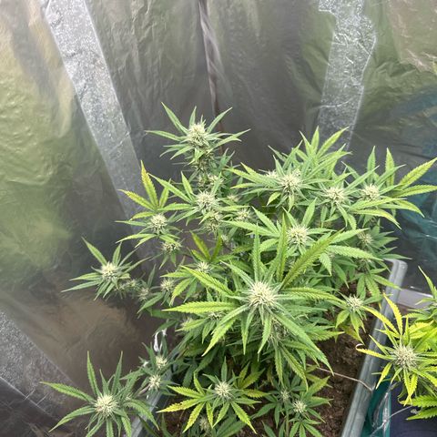 Strawberry Banana Auto growlog timeline photo