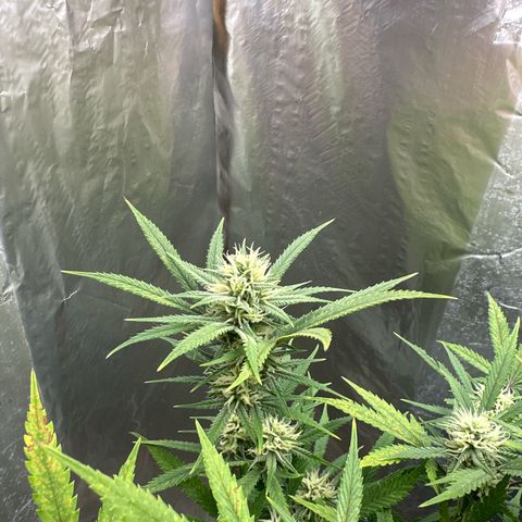 Strawberry Banana Auto growlog timeline photo
