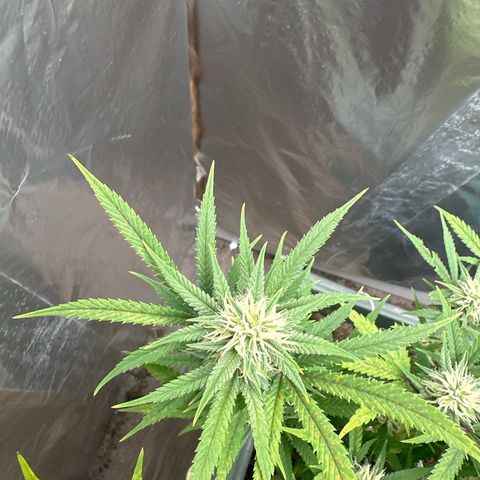 Strawberry Banana Auto growlog timeline photo
