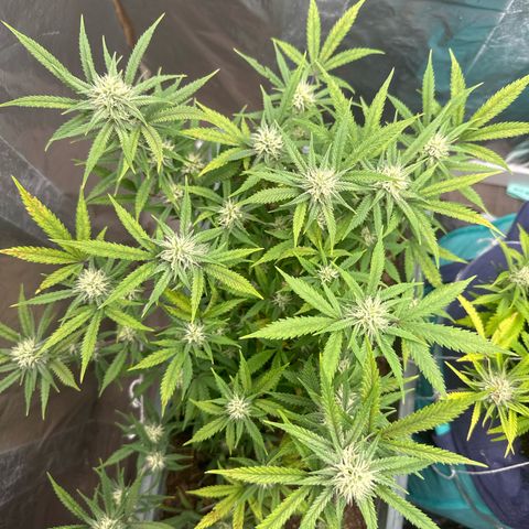 Strawberry Banana Auto growlog timeline photo