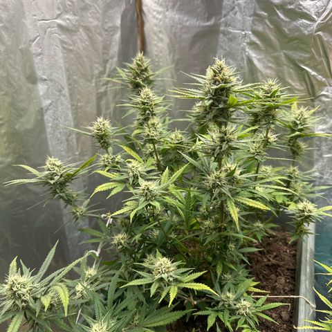 Strawberry Banana Auto growlog timeline photo