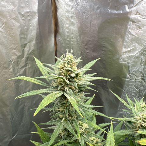 Strawberry Banana Auto growlog timeline photo