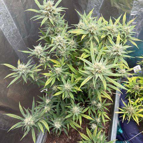 Strawberry Banana Auto growlog timeline photo