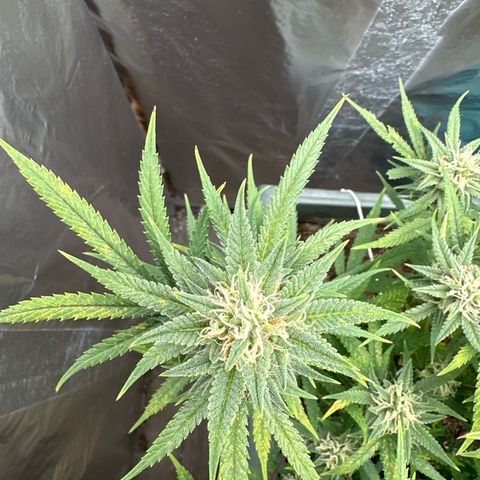 Strawberry Banana Auto growlog timeline photo