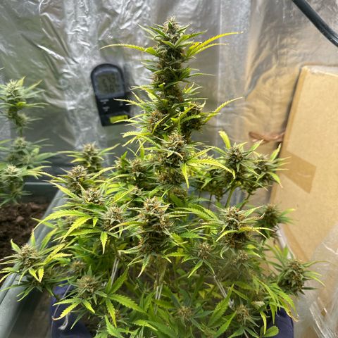 Gorilla Cookies Auto growlog timeline photo