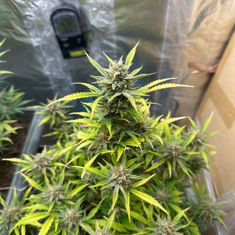 Gorilla Cookies Auto growlog timeline photo