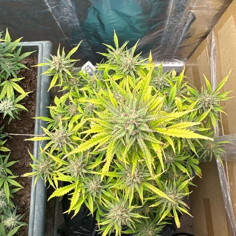 Gorilla Cookies Auto growlog timeline photo