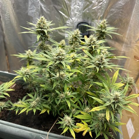 Strawberry Banana Auto growlog timeline photo