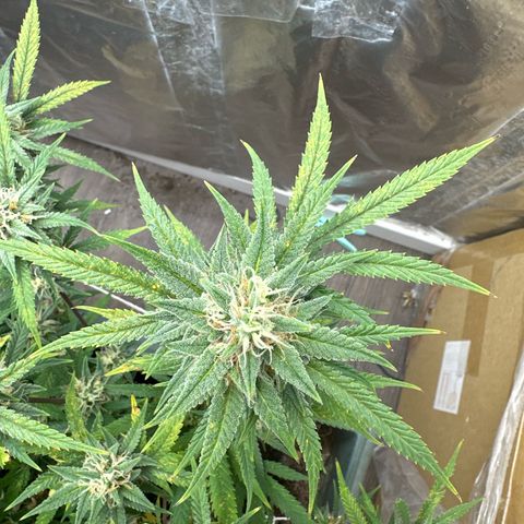 Strawberry Banana Auto growlog timeline photo