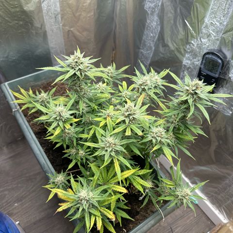 Strawberry Banana Auto growlog timeline photo
