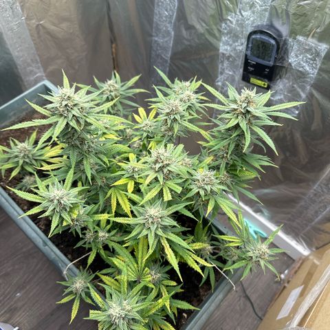 Strawberry Banana Auto growlog timeline photo