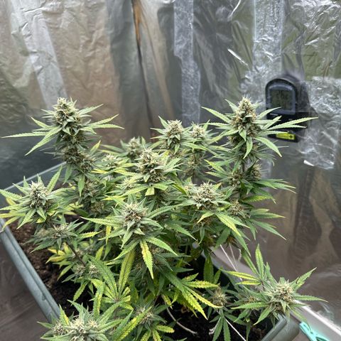 Strawberry Banana Auto growlog timeline photo