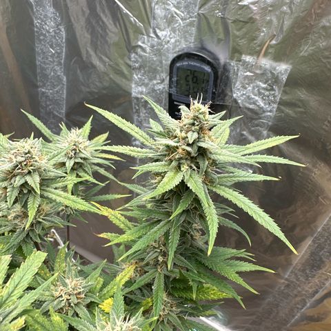 Strawberry Banana Auto growlog timeline photo