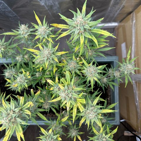 Strawberry Banana Auto growlog timeline photo