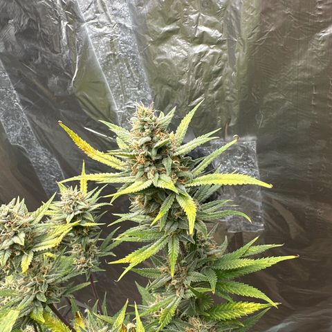 Strawberry Banana Auto growlog timeline photo