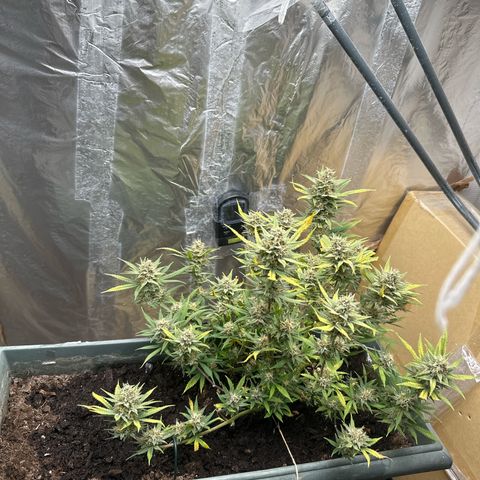 Strawberry Banana Auto growlog timeline photo