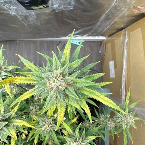 Strawberry Banana Auto growlog timeline photo