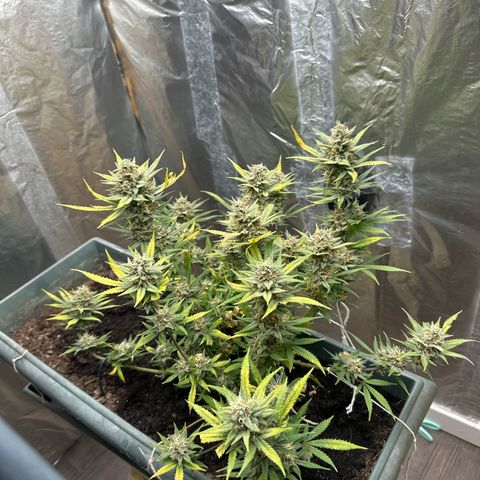 Strawberry Banana Auto growlog timeline photo