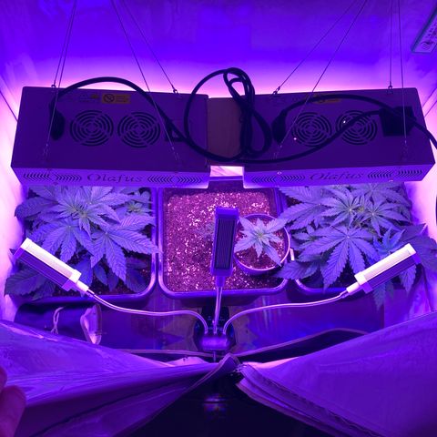 Foto 2 del growlog de Strawberry Pie Auto