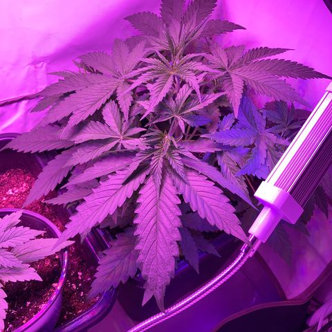 Foto 3 del growlog de Strawberry Pie Auto