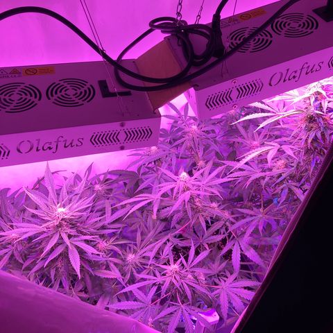 Strawberry Pie Auto growlog timeline photo