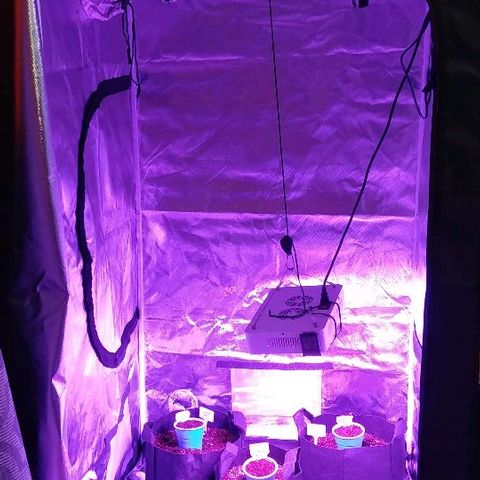 Mango Kush-Riddler-P growlog photo: Transplanted to solo today. 2 plants had roots broken out of the pod.