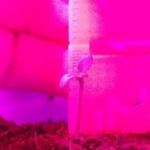 Mango Kush-Riddler-P growlog photo: Transplant day