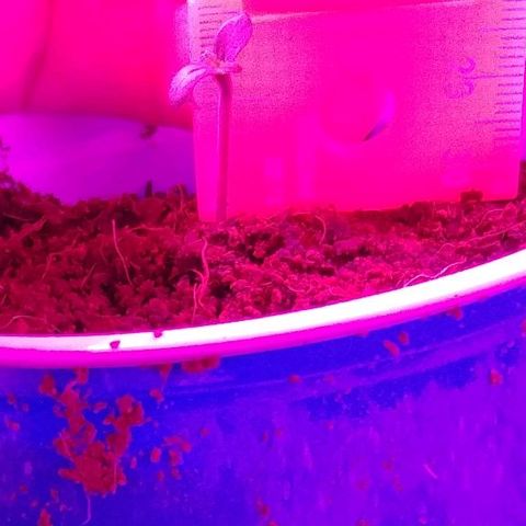 Mango Kush-Riddler-P growlog timeline photo