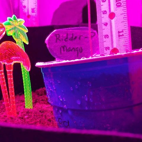 Mango Kush-Riddler-P growlog timeline photo